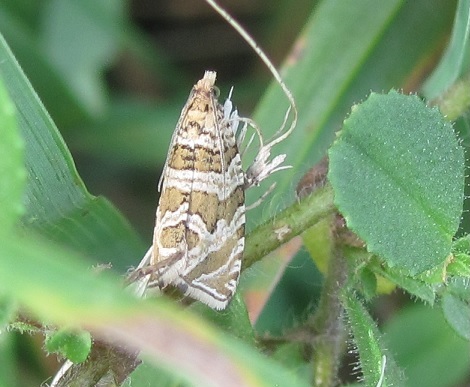 Celypha rivulana (Tortricidae)? S